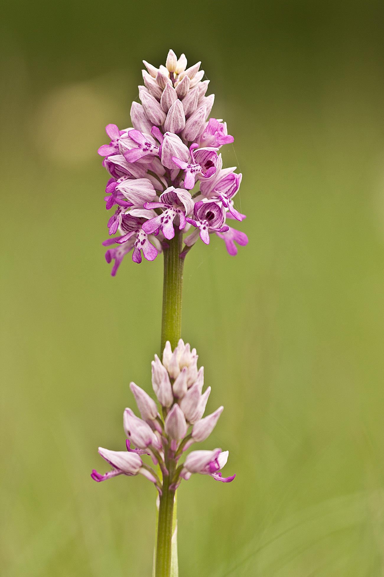 Altre fioriture